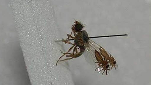 مگس میوه