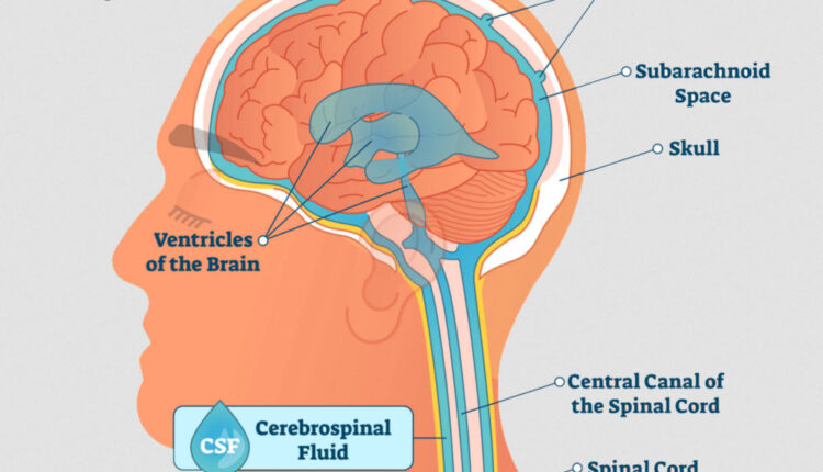 Cerebrospinal Fluid