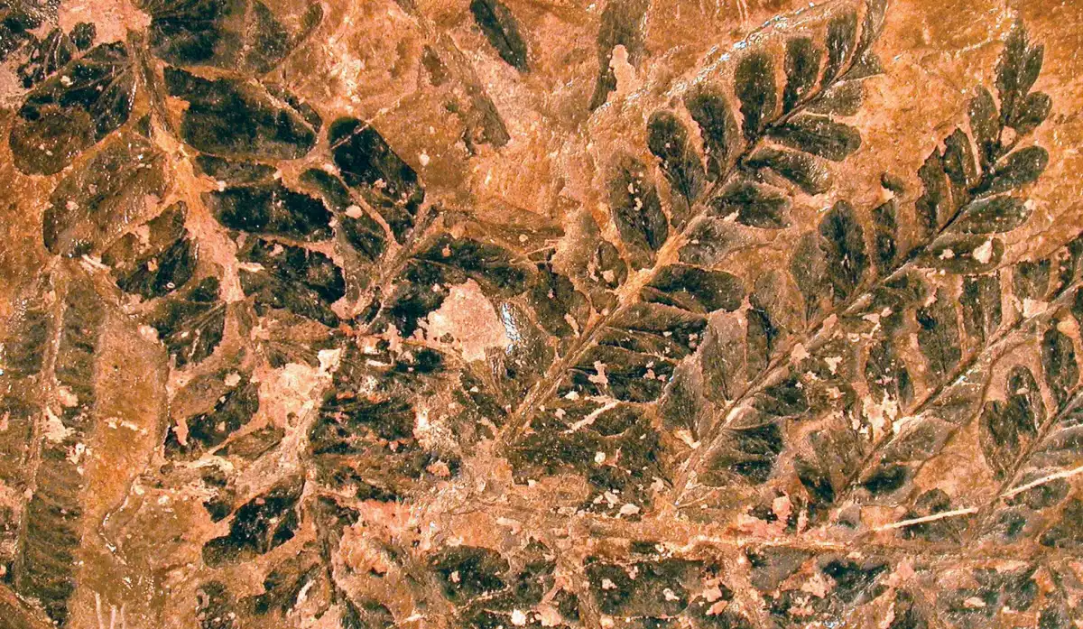 منشا گیاهان