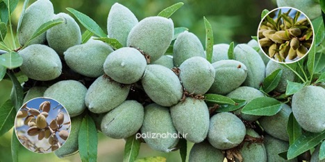 بهترین نهال بادام