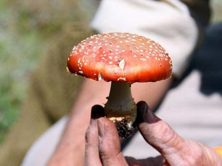 قارچ سمی