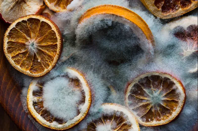 کپک