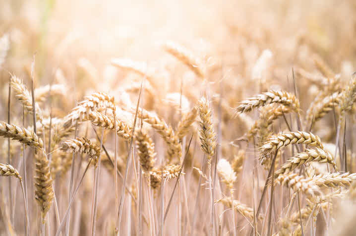 Gluten Sensitivity