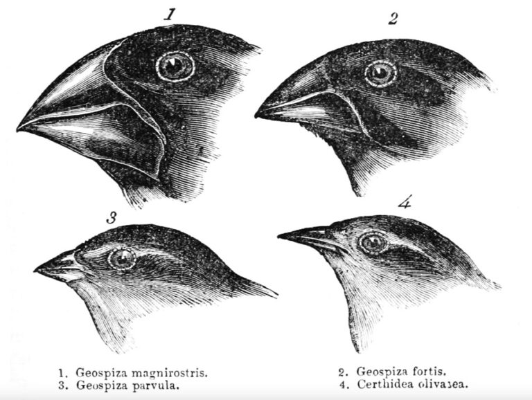 تکامل (Evolution)