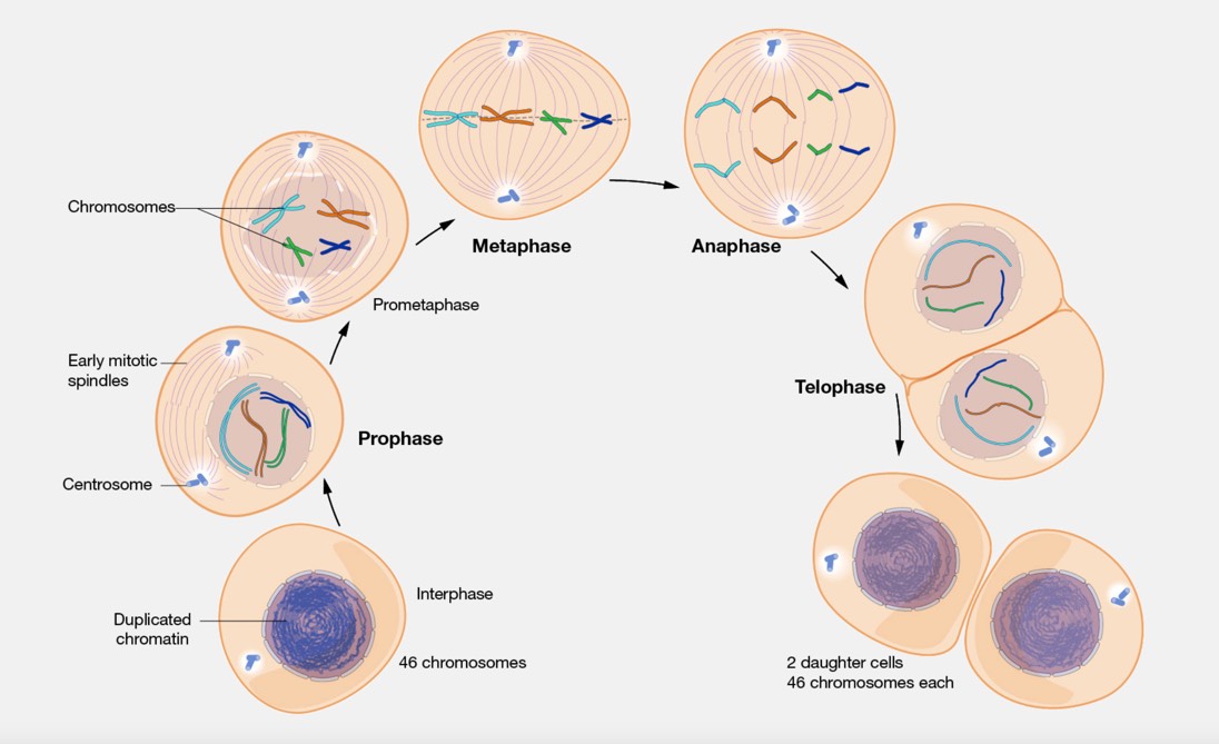 میتوز (Mitosis)