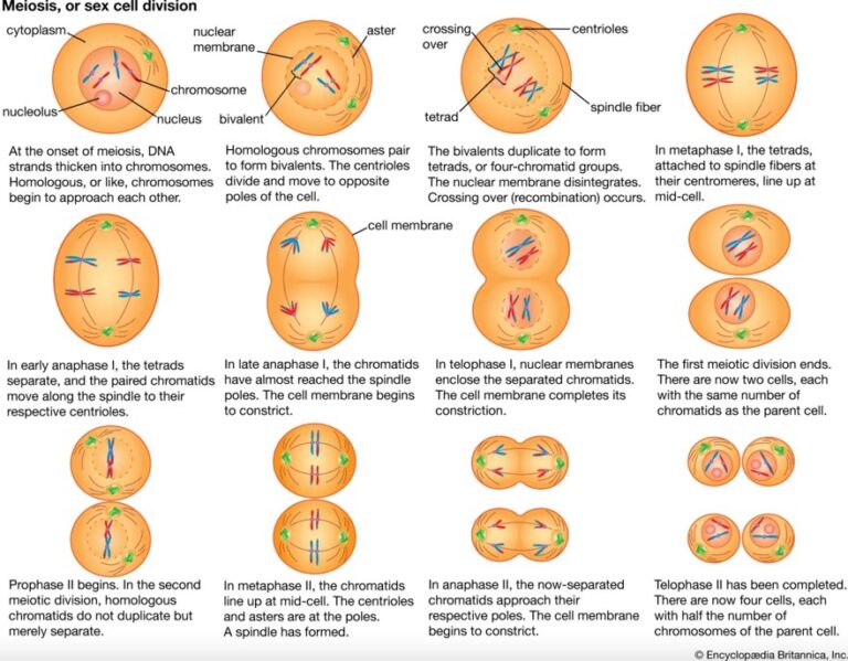 میوز (Meiosis)