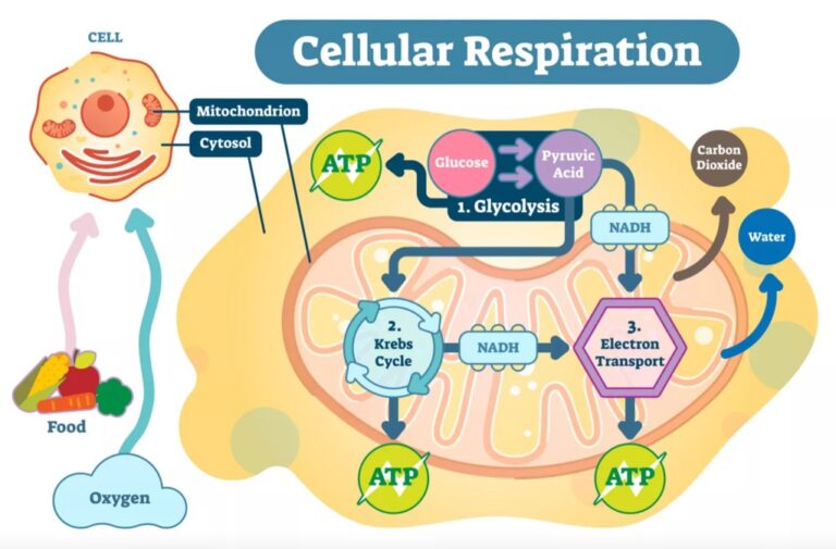 تنفس سلولی (Cellular Respiration)