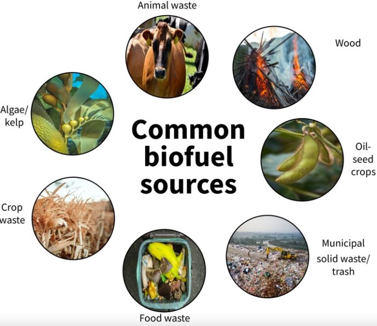 زیست‌توده (Biomass)