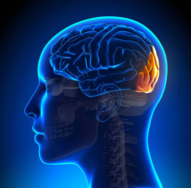 آناتومی لوب اکسیپیتال یا لوب پس‌سری مغز