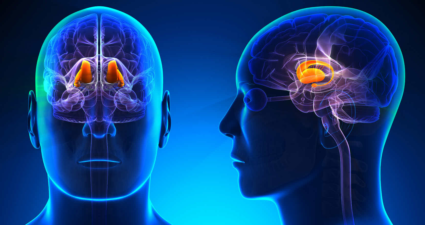 آناتومی تالاموس Thalamus