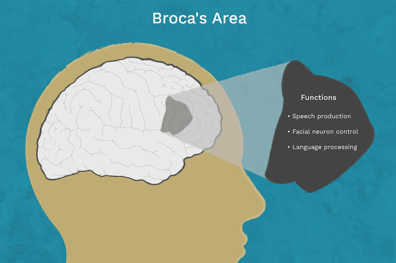 آناتومی و عملکرد ناحیه بروکا در مغز Broca’s Area