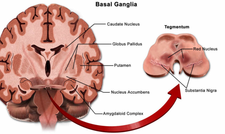 آناتومی هسته‌های قاعده‌ای مغز و عملکرد آنها | Basal Ganglia