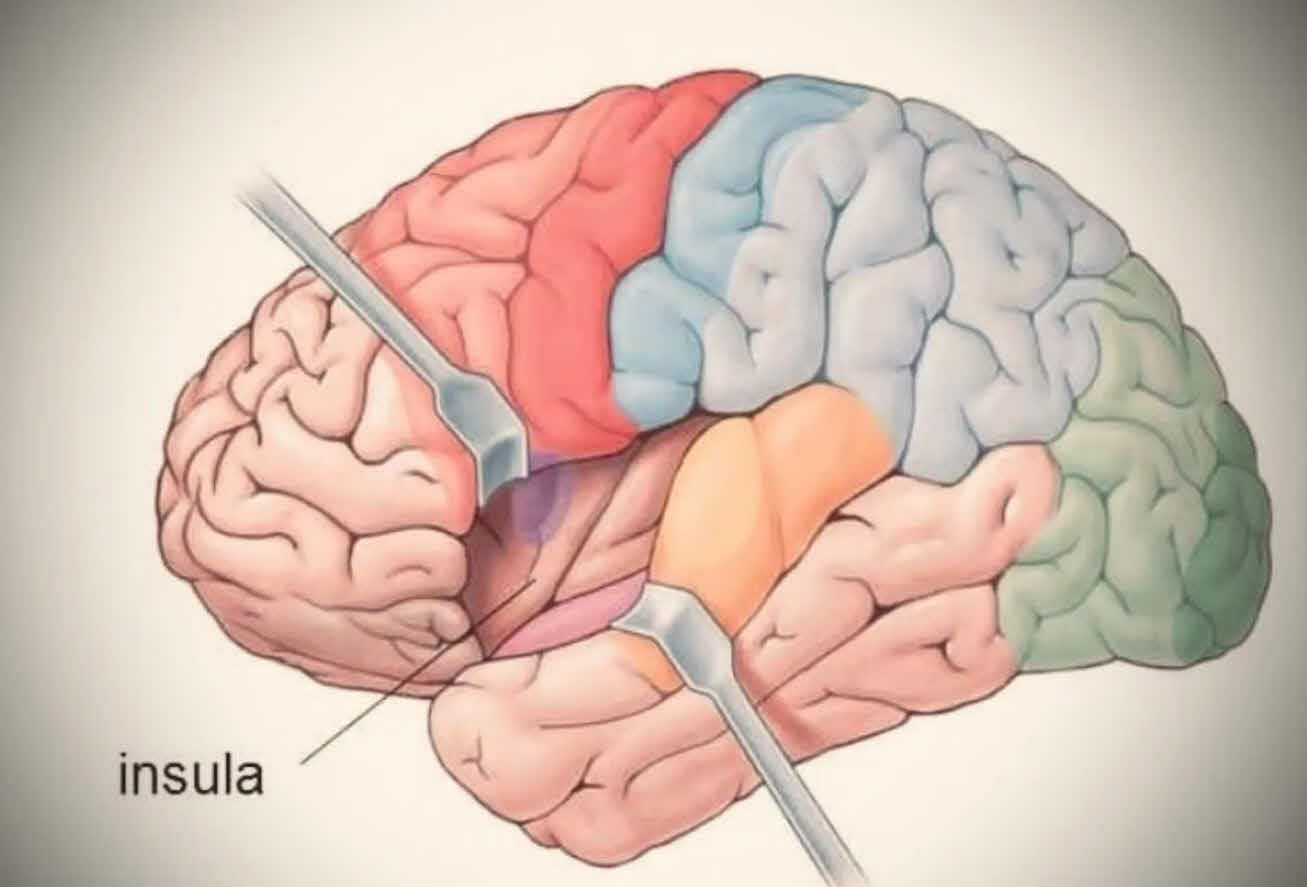 آناتومی ناحیه اینسولای مغز و عملکرد آن | Insula