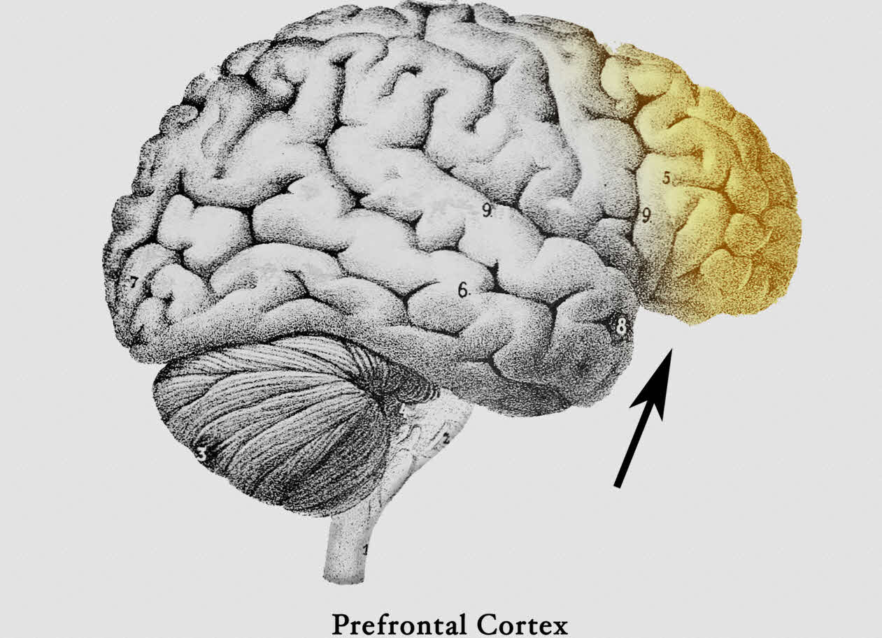 آناتومی ناحیه پرهفرونتال و عملکرد آن | Prefrontal Cortex