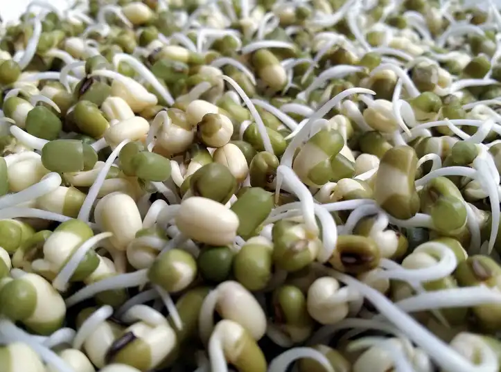 فواید مصرف جوانههای خوراکی