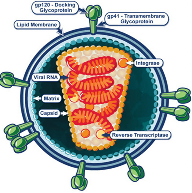 عفونت با HIV و بیماری ایدز