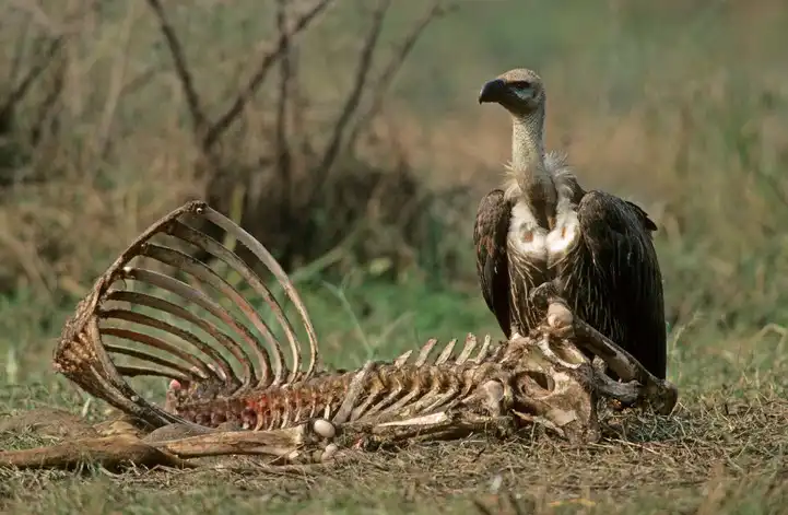 اثر لاشخور