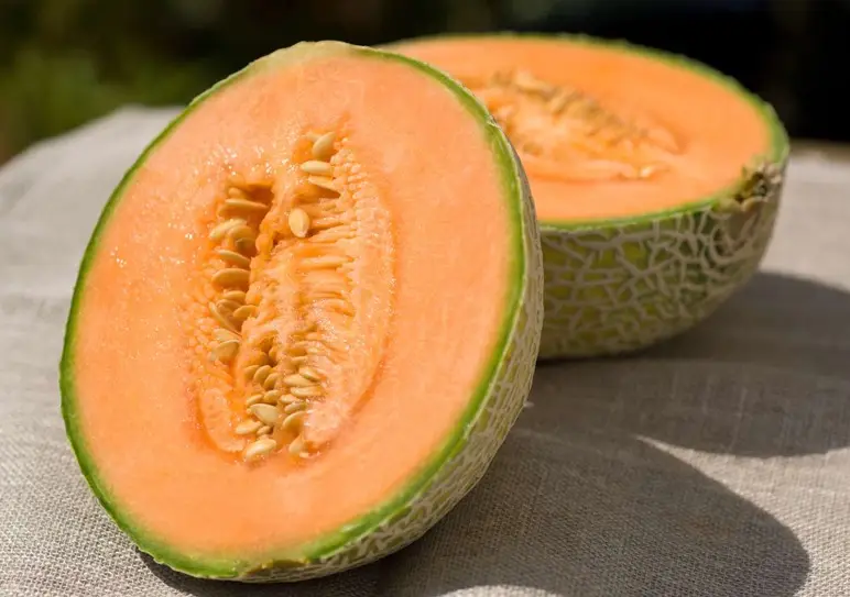 ملون چاق کننده است