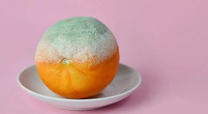 کپک‌ در خوراکی‌ها