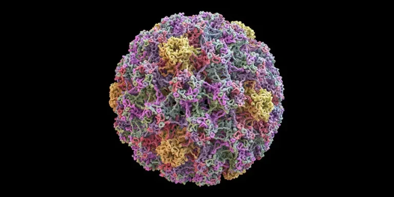کدام سرطان‌ها با ویروس HPV مرتبط هستند و چطور می‌توان از آن‌ها پیشگیری کرد؟