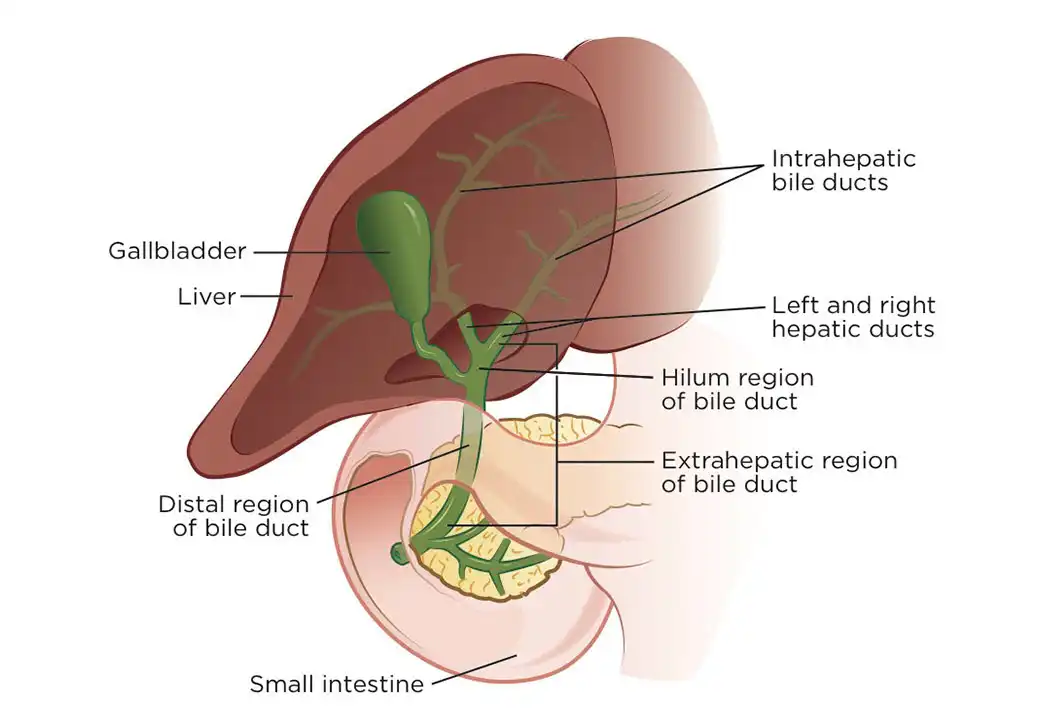 مجرای صفراوی (Bile duct)