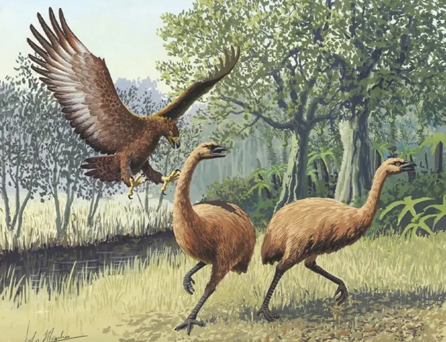 «عقاب هاست» (Haast’s Eagle)