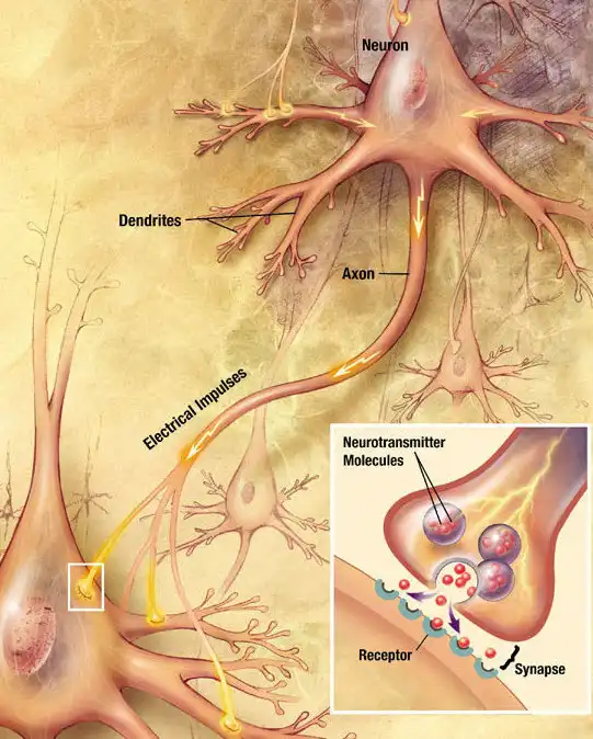 سیناپس مغزی چیست و چگونه کار میکند؟