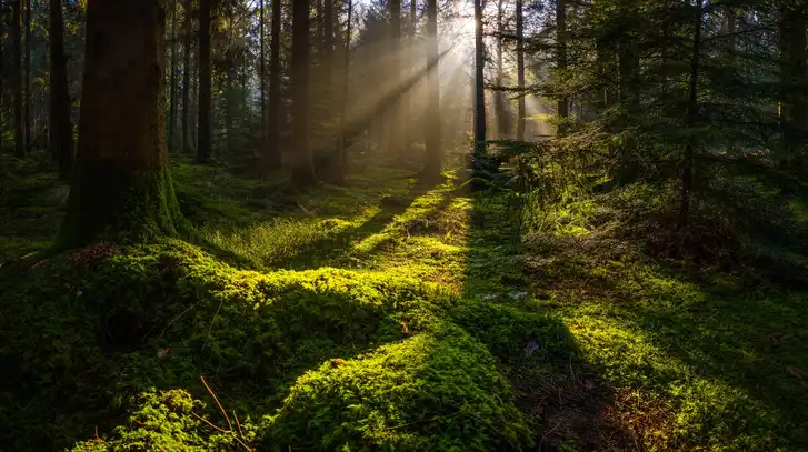 Why does sound become softer in the forest?