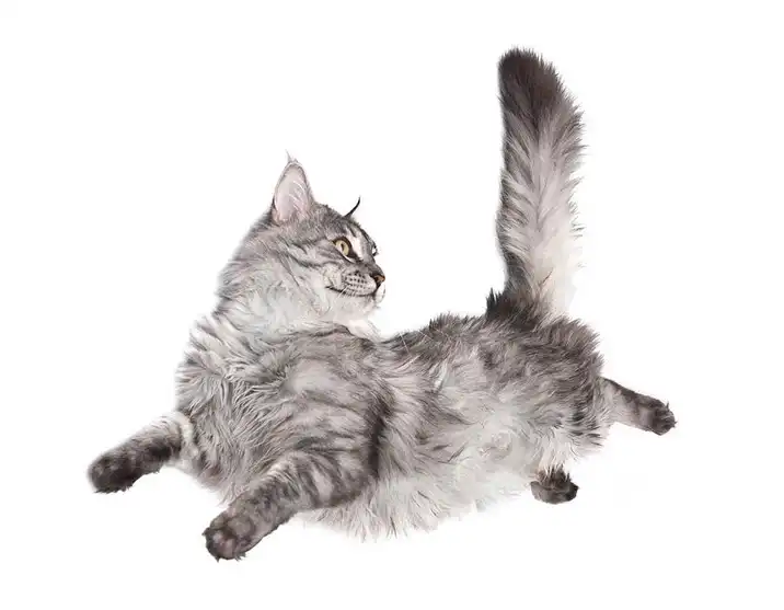 Why do cats always land on their feet