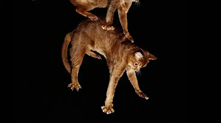 Why do cats survive medium-height falls more easily
