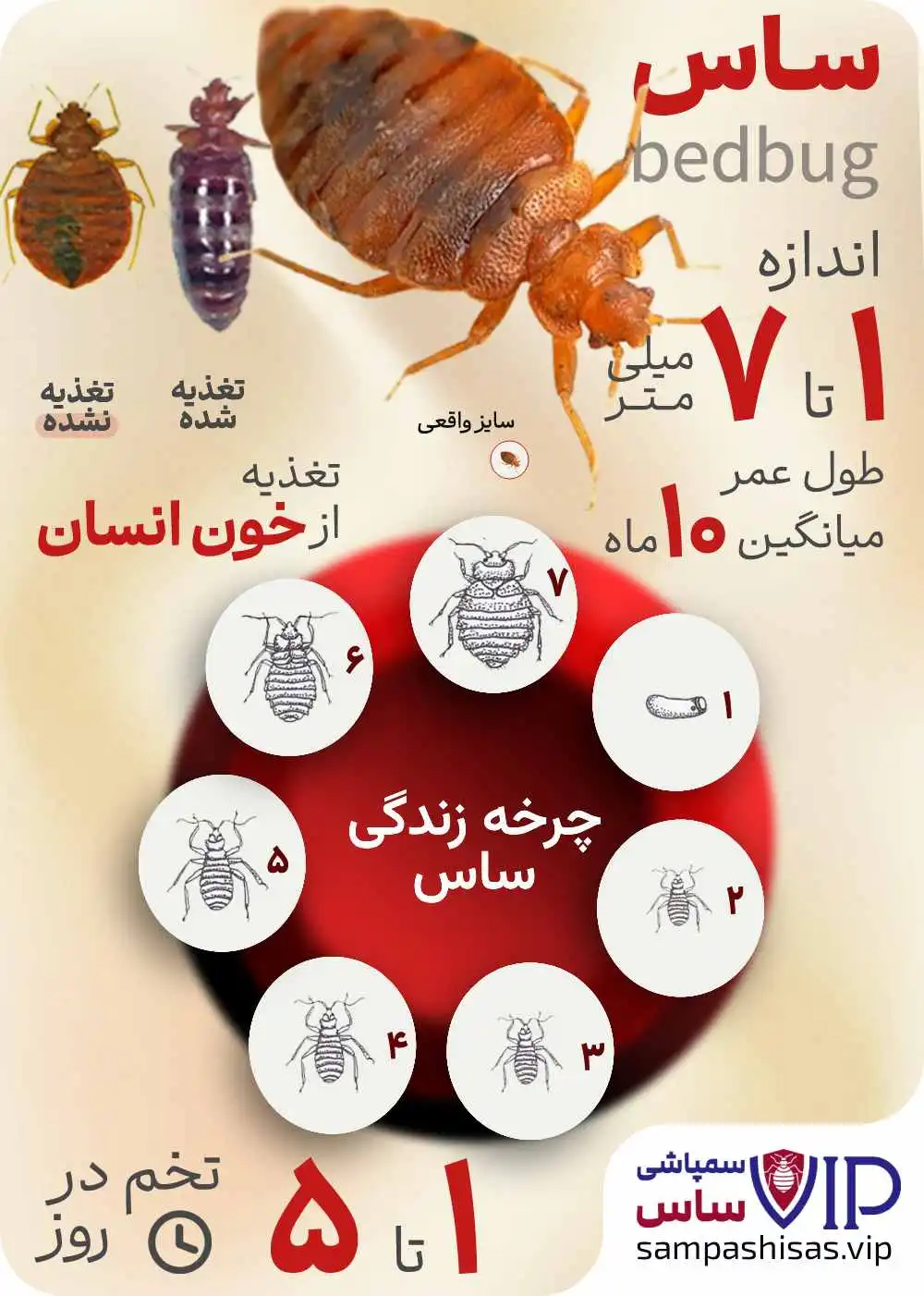 حشره ساس تختخواب - چرخه زندگی ساس