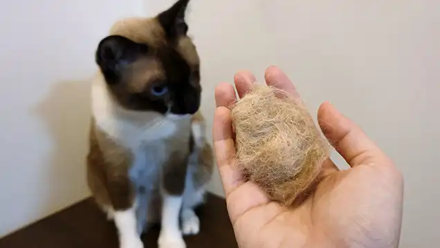 hairballs in cats