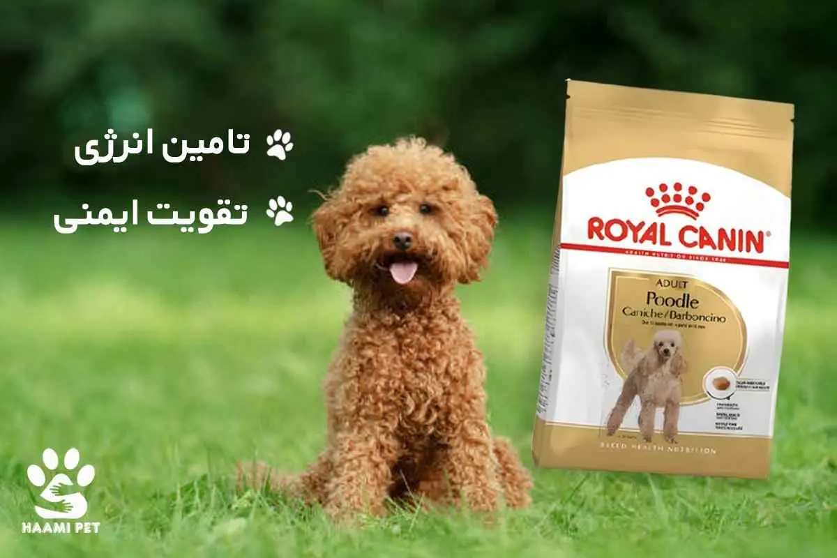 بهترین غذای سگ پودل بالغ خشک و تخصصی رویال کنین - پت شاپ حامی پت