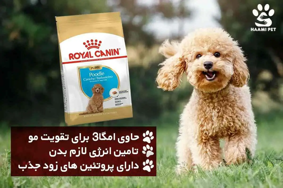 بهترین غذای خشک تخصصی توله پودل رویال کنین - پت شاپ حامی پت